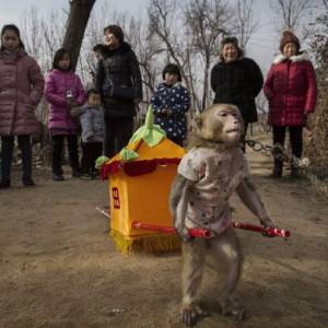 Affe mit Transport_n