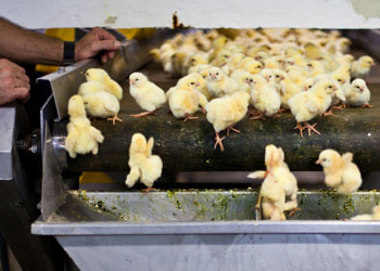 Animal-Equality_Kücken auf Band