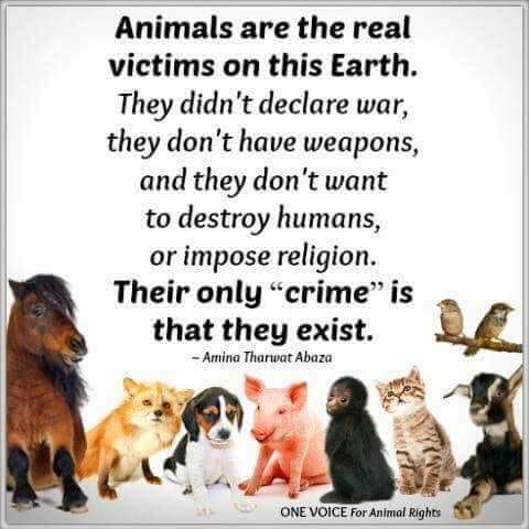 Animals are the real victims_n