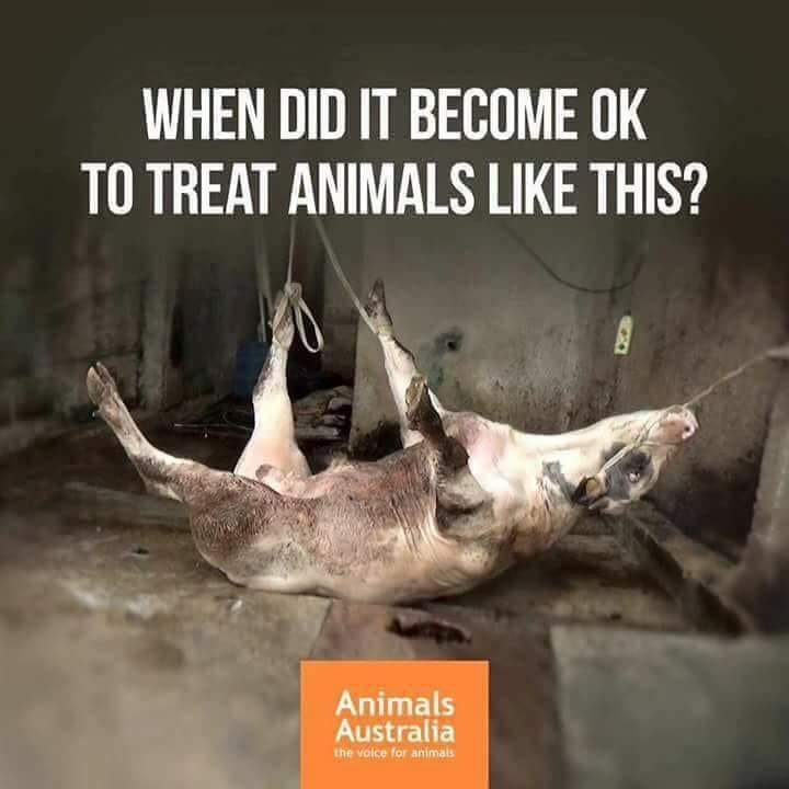 Animals Australia-Hängende Kuh_n