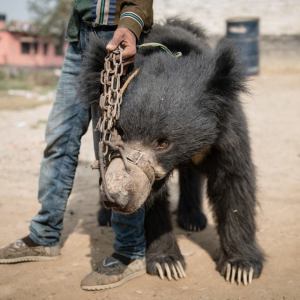 Bär angekettet und versklavt_n
