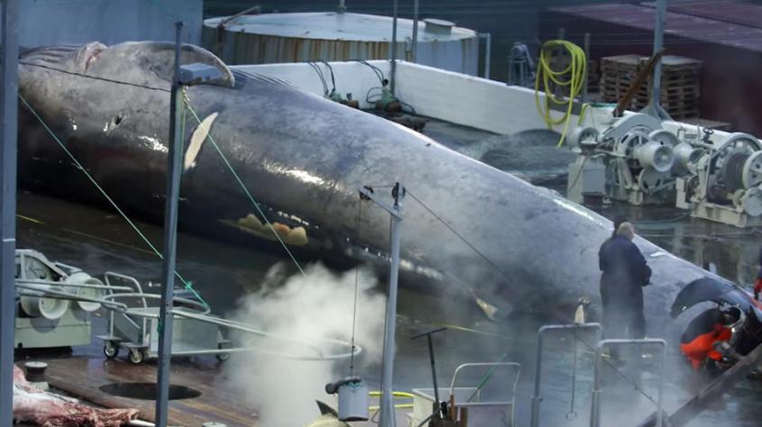 blauwal-vor-island-getoetet-und-geschlachtet-trotz-verbot