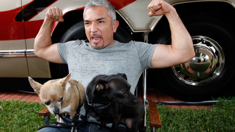 Cesar millan mit 2 Hunde