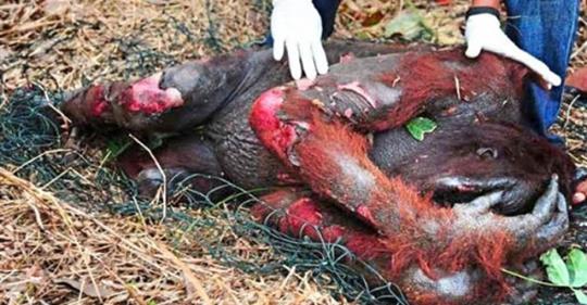 Gorilla verletzt wegen Palmöl