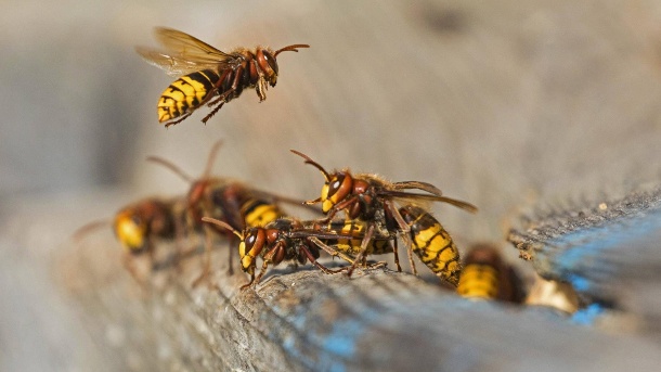 hornissen-an-ihrem-nest-Hornisse-