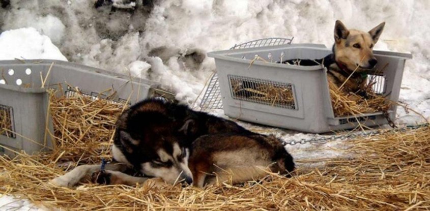 Iditarod-dogs-chained-in-straw-680px