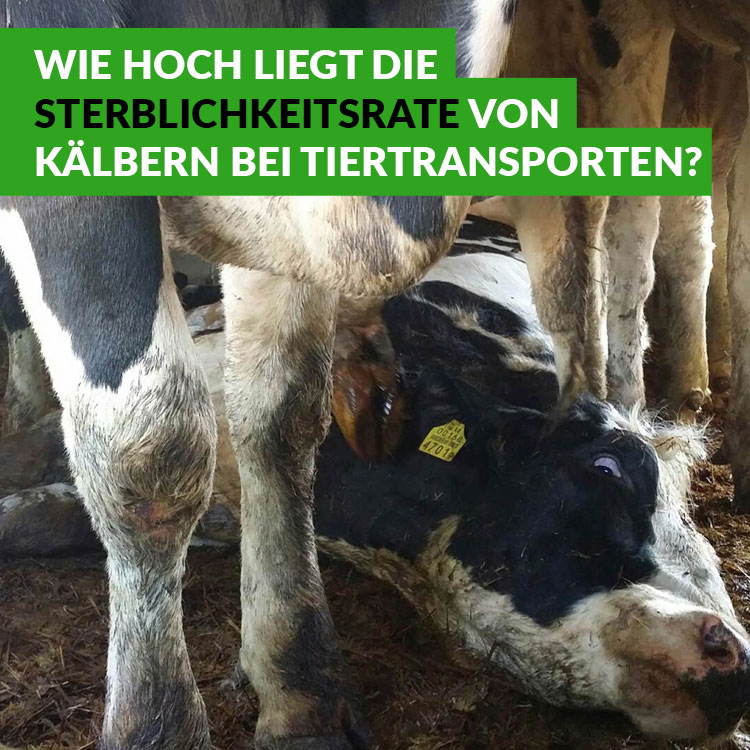 Kaelber-Tierschutzbüro