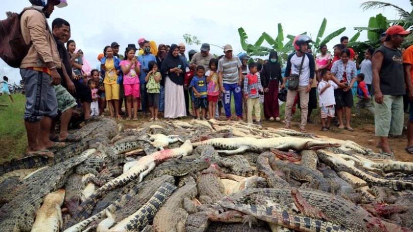 Local residents look at the carcasses of hundreds of crocodiles from a farm after they were killed by angry locals following the death of a man who was killed in a crocodile attack in Sorong regenc
