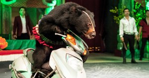 Moon Bär auf Fahrrad