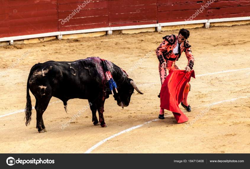 Corrida de toros.The last battle of the bull.The fight of a bull and bullfighter. Spanish bullfight. Corrida de toros.