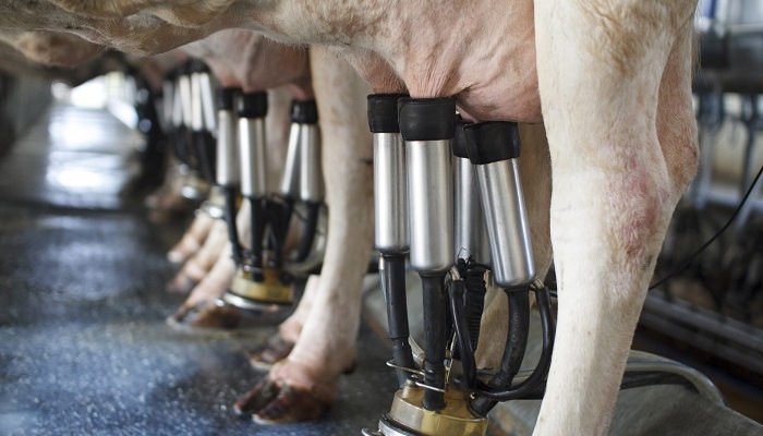 Reihe-Kuehe-beim-Melken_Toa55-s