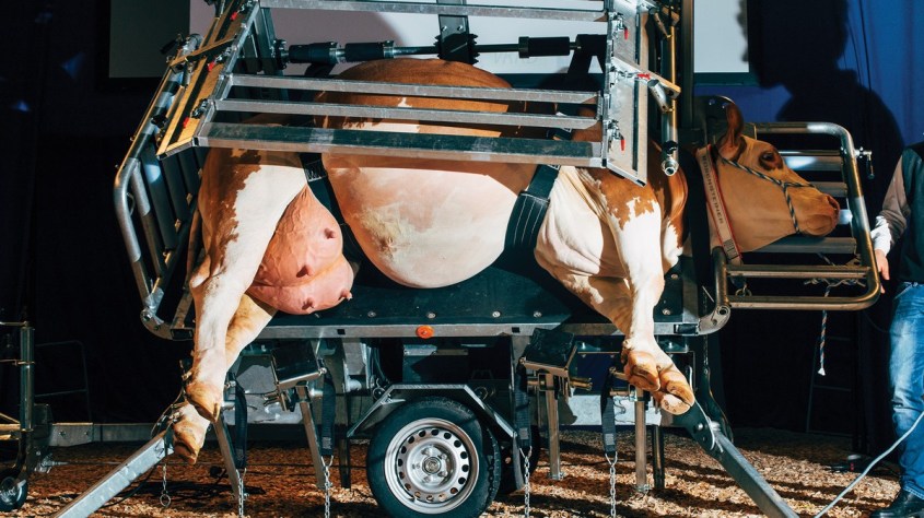 schwangere Kuh transportiert