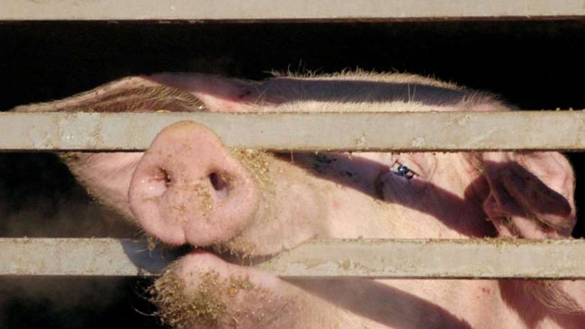 -tiertransport Schwein in Gittern-1B6b