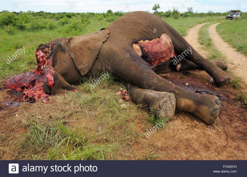 wilderei-afrikanischer-elefant-loxodonta-sp-hwange-n-p-simbabwe-fcw2ch
