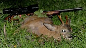 zweiter-bock-Jagd-Mai