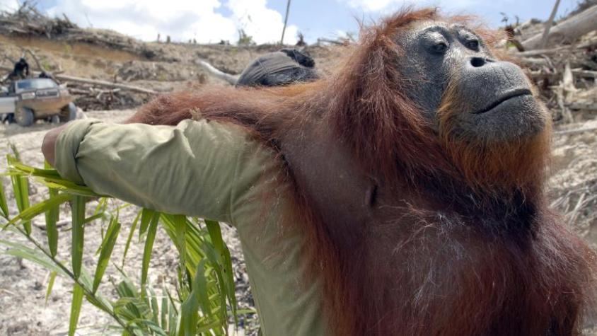 Affe, der aus Regenwald getrieben wird