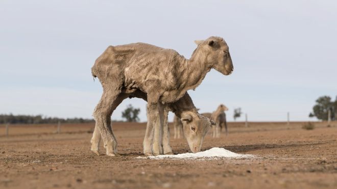 aus drought sheep