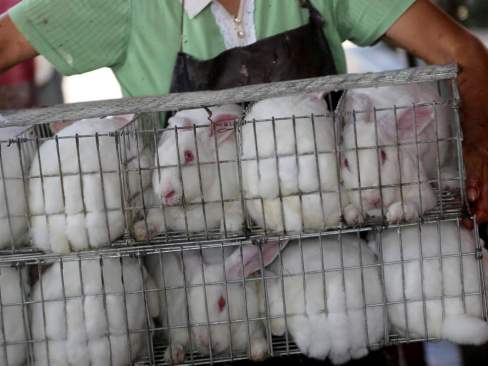 chinese fur farm rabbits