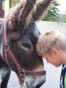 Donkey and boy