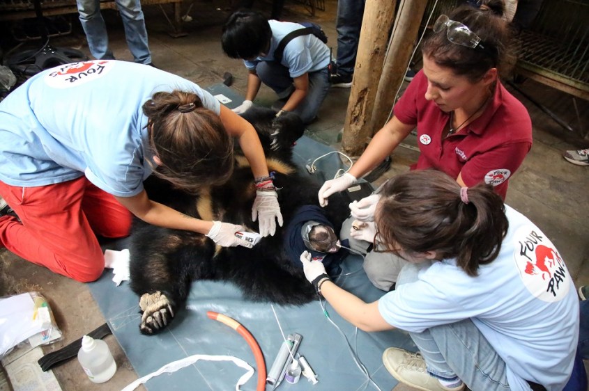 Rescue of bears Hoa lan and Hoa Tra 2018 Vietnam