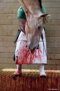 geschlachteter Pferde Kopf_n