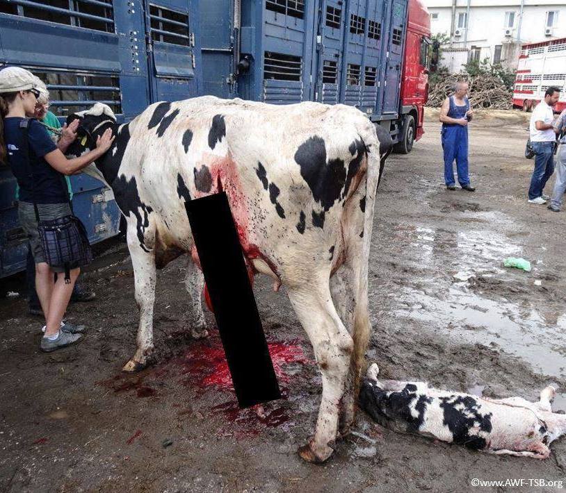 kuh im Transport gekalbt_n