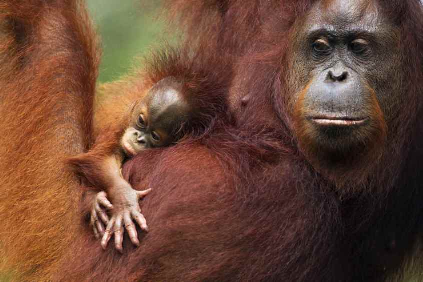 orang-utan-orang-utan-baby-borneo-pongo-palmöl