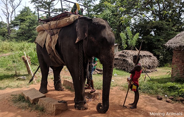 peta elephant ride 1