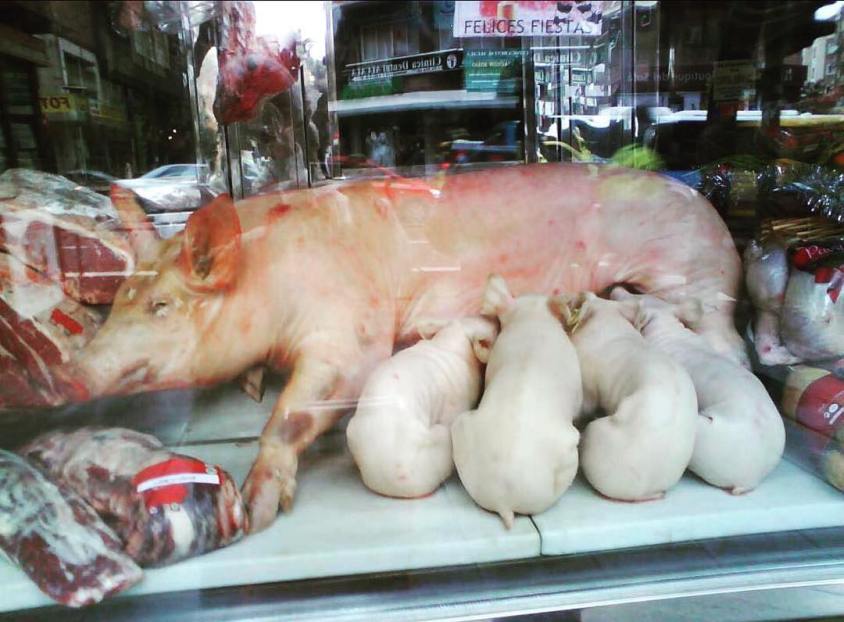 Saumutter mit Ferkel am Fensterschau