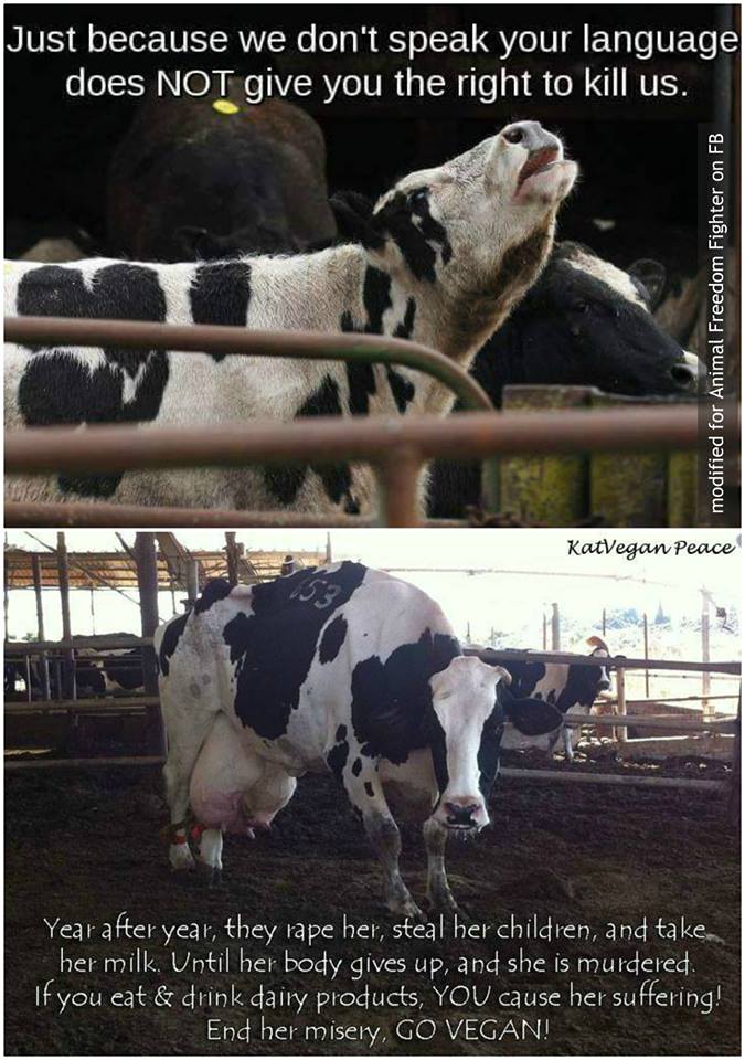 schöne grafik über MIlchkühen_n