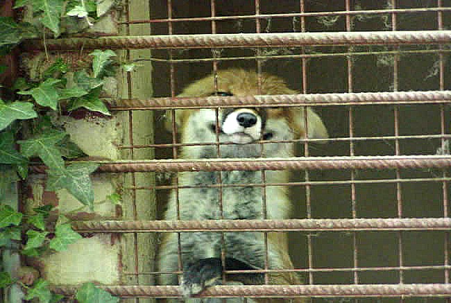 Schliefenanlage-Fuchs