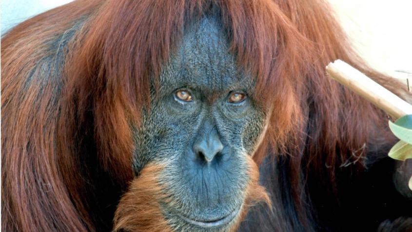 teletext-sumatra-orang-utan-der-welt-ist-tot-100~1920x1080