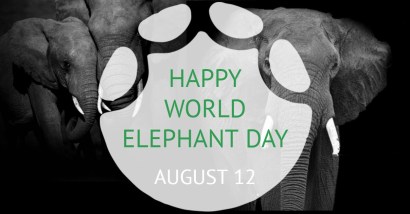 world elephant day 3