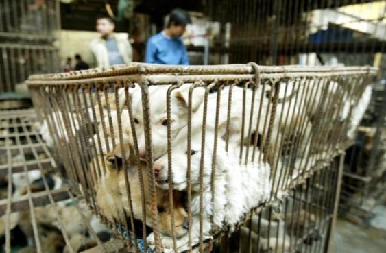 yulin dogs