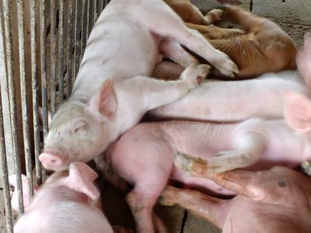 47069997-fruchtbaren-sau-auf-heu-und-ferkel-säugt-im-stall-liegen