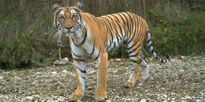 800-tiger-nepal 106fcf8c01