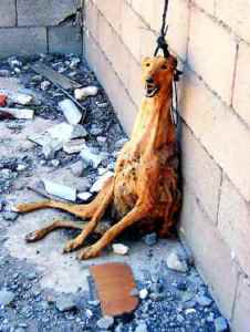 aufgehängter Galgo