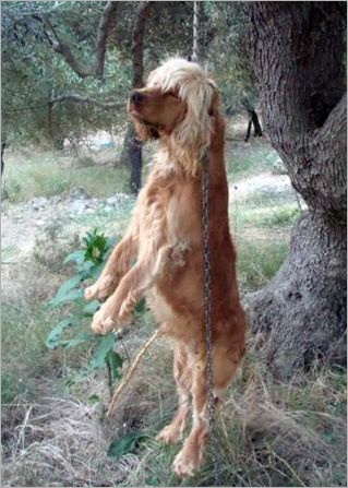 aufgehängter hund-griechenlad