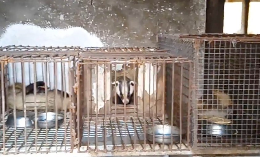 badgers brushes china