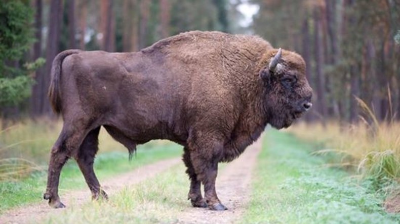 Bison