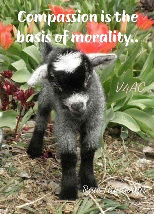 Conpassion ist the basic of morality