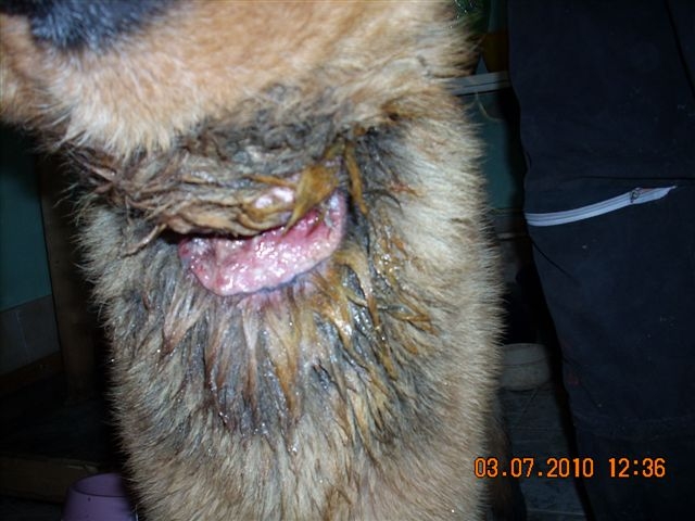 Dog from forest wire neck