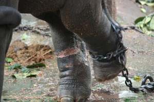 Elefantenfuß mit Ketten