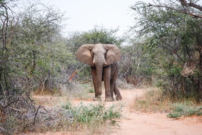 100 wilde Elefanten werden in Simbabwe umgesiedelt