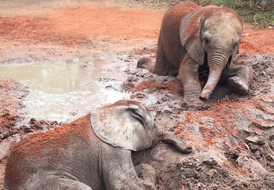 Elephants_Without_Borders