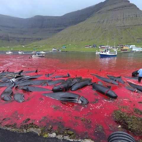 Faröer Insel Schlacht