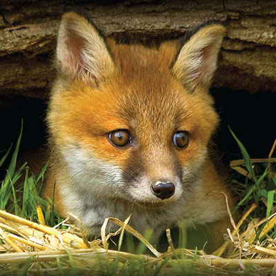 fox cub looking