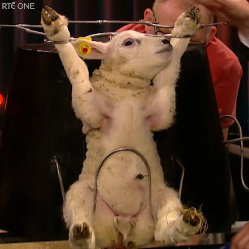 gefesseltes Lämmleinn