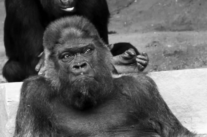 Gorilla-Fritz-gestorben