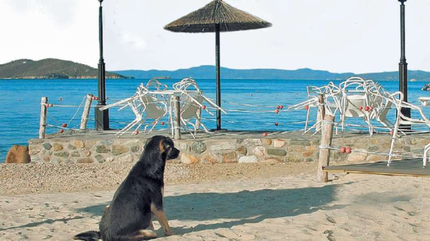 greece-Streune am Strand34a7